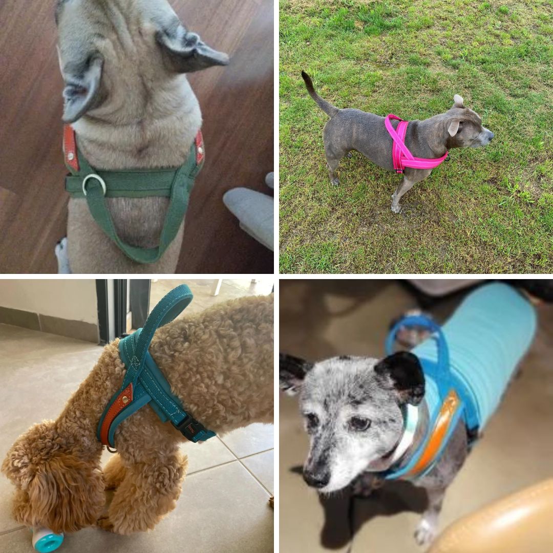 Photos clients de notre harnais pour T en chien