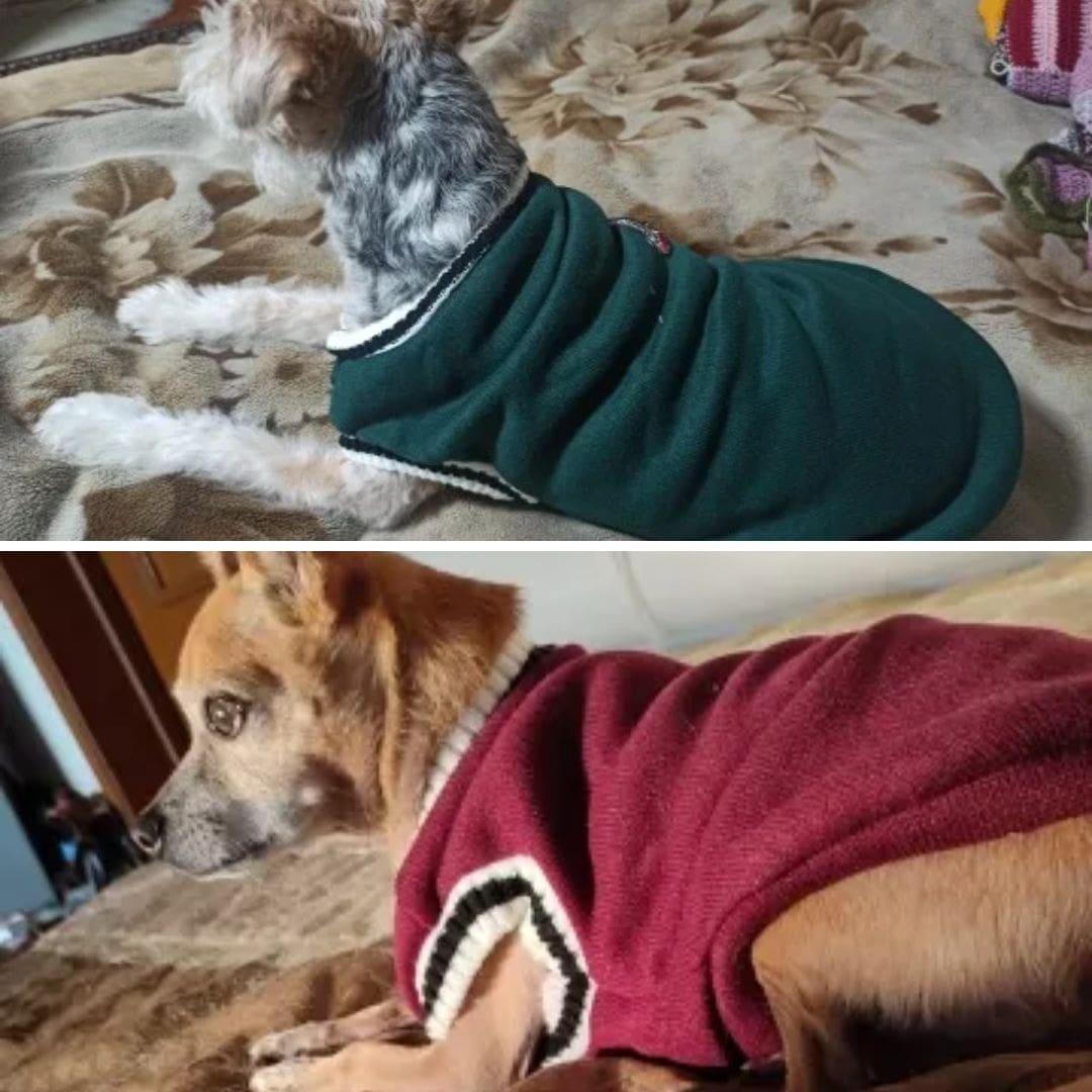 Photos clients de chiens avec notre pull style Collège pour chien