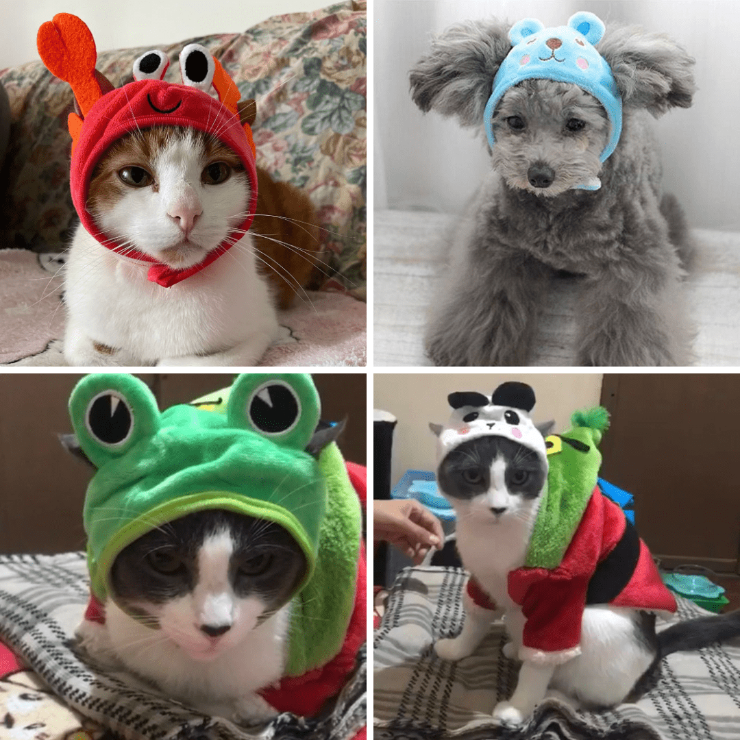 Chats avec nos chapeaux en forme d'animal pour chat