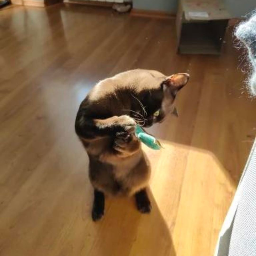 Chat qui joue avec notre mini peluche