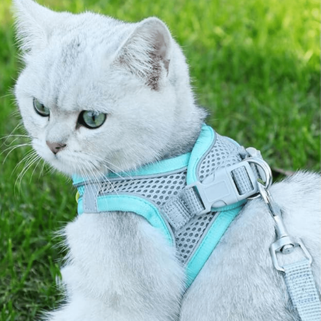 Chat avec notre harnais Walky-Mini™