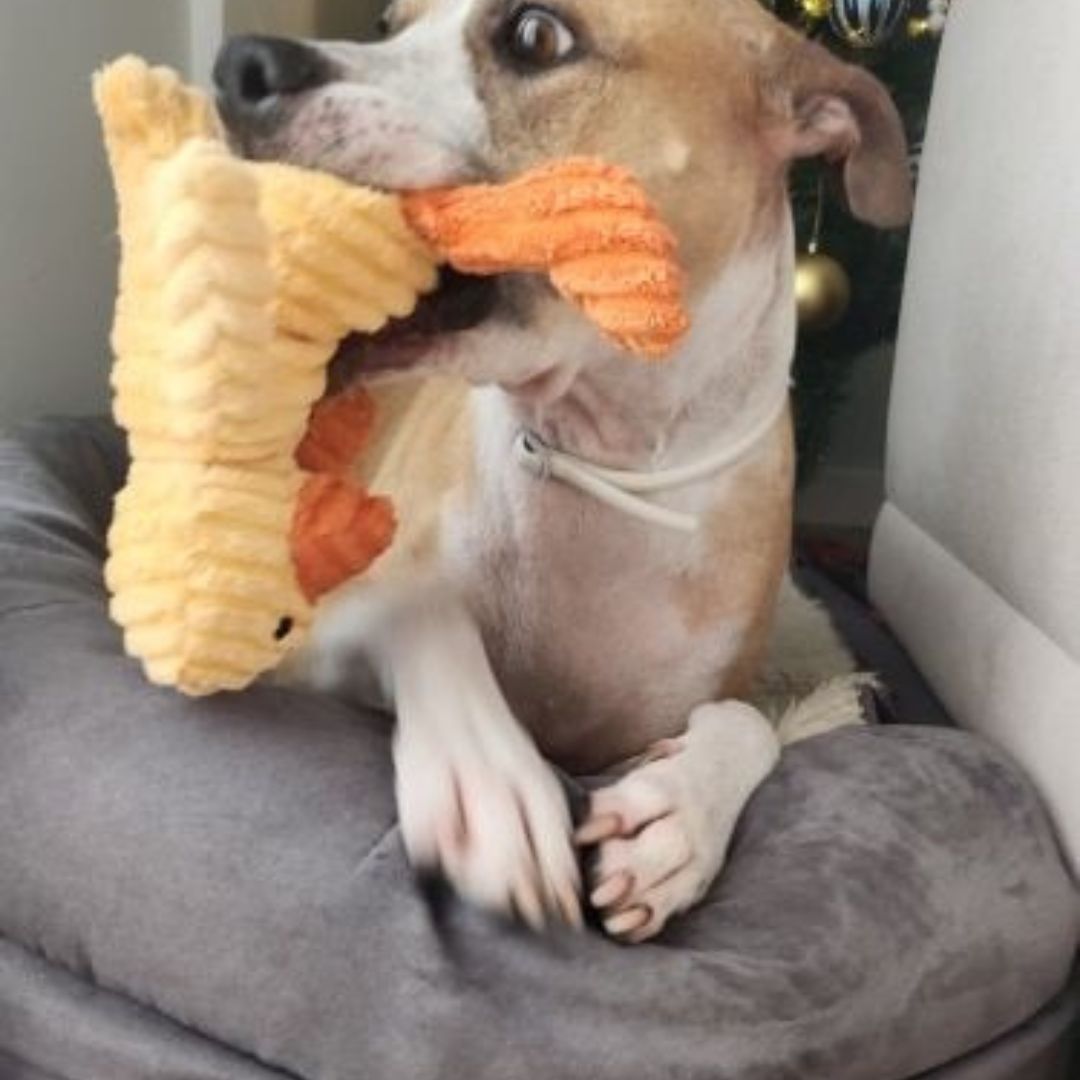 Chien avec notre peluche côtelée canard