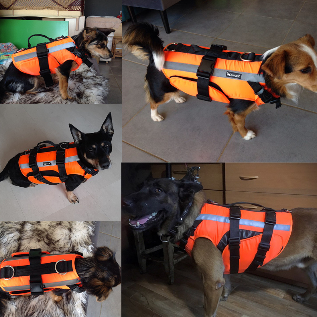 Photos de chiens avec un gilet de sauvetage pour chien