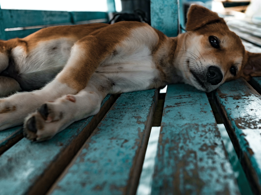 Meilleur chien de compagnie