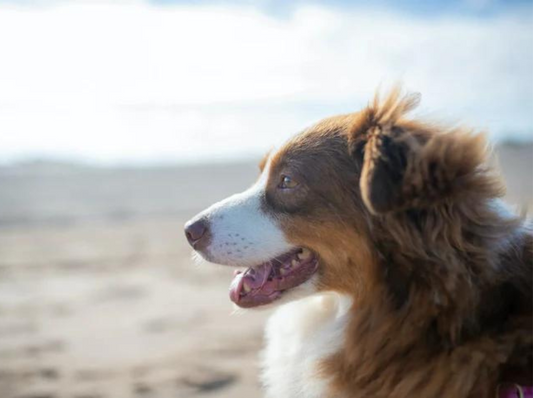 Sortes de chiens de berger