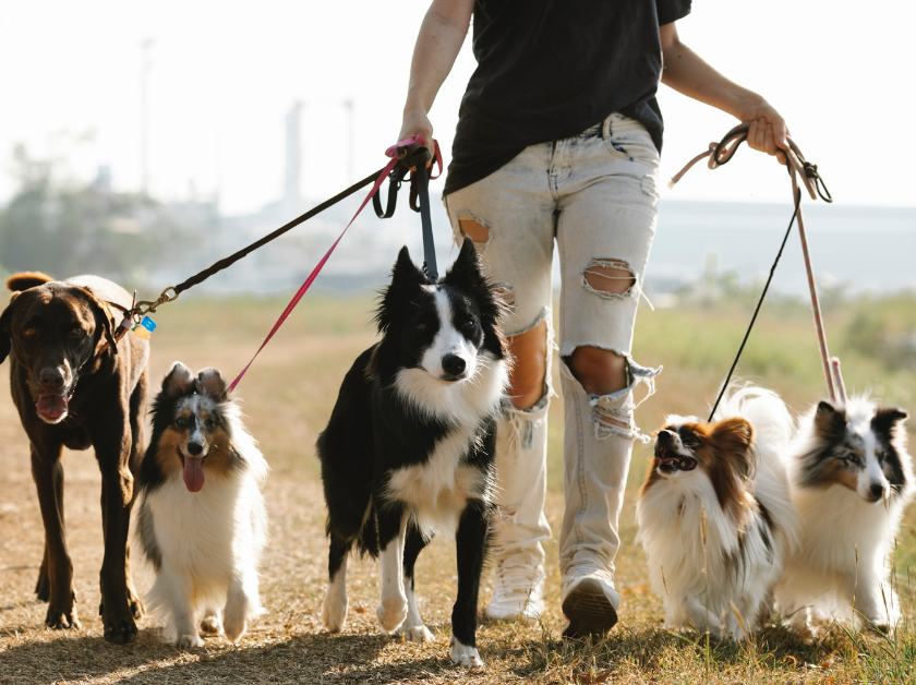 Combien de fois sortir mon chien ?