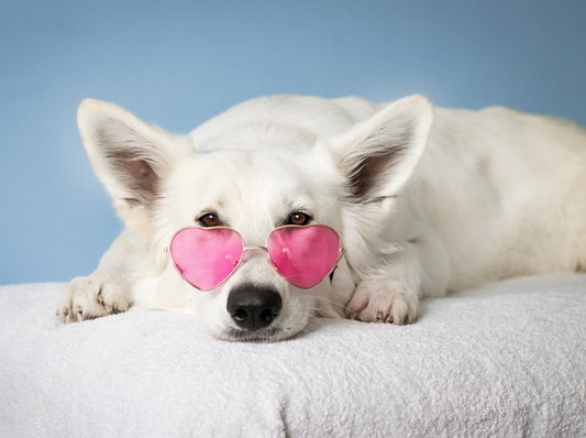 Les raisons d'adopter un chien