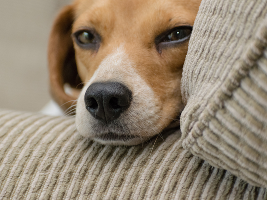 Les chiens les plus gentils