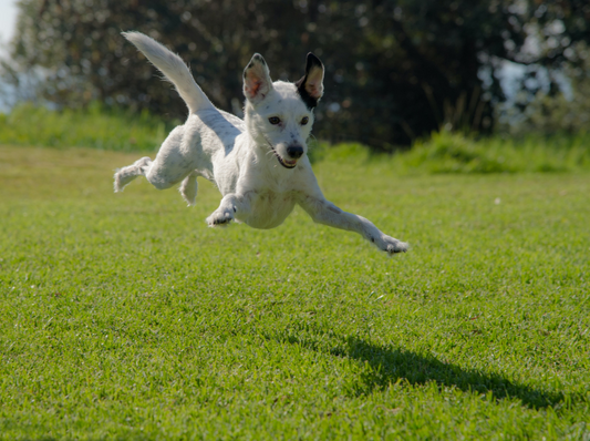Chien entrain de sauter sur une pelouse
