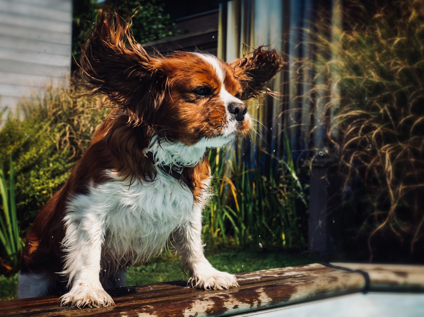 Chien qui se rafraîchit