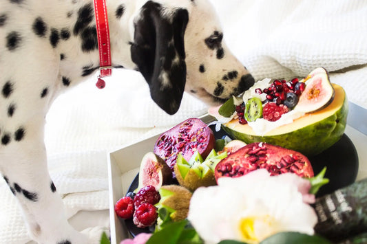 Les aliments toxiques pour chien