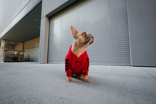 Les tendances de la mode canine