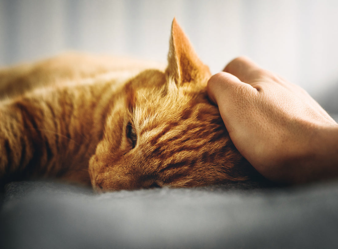 Chat qui a attrapé le typhus félin