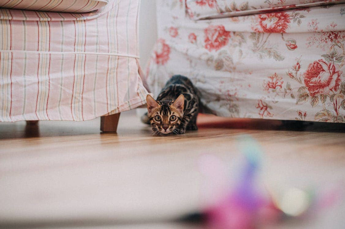 chat qui joue avec un jouet interactif