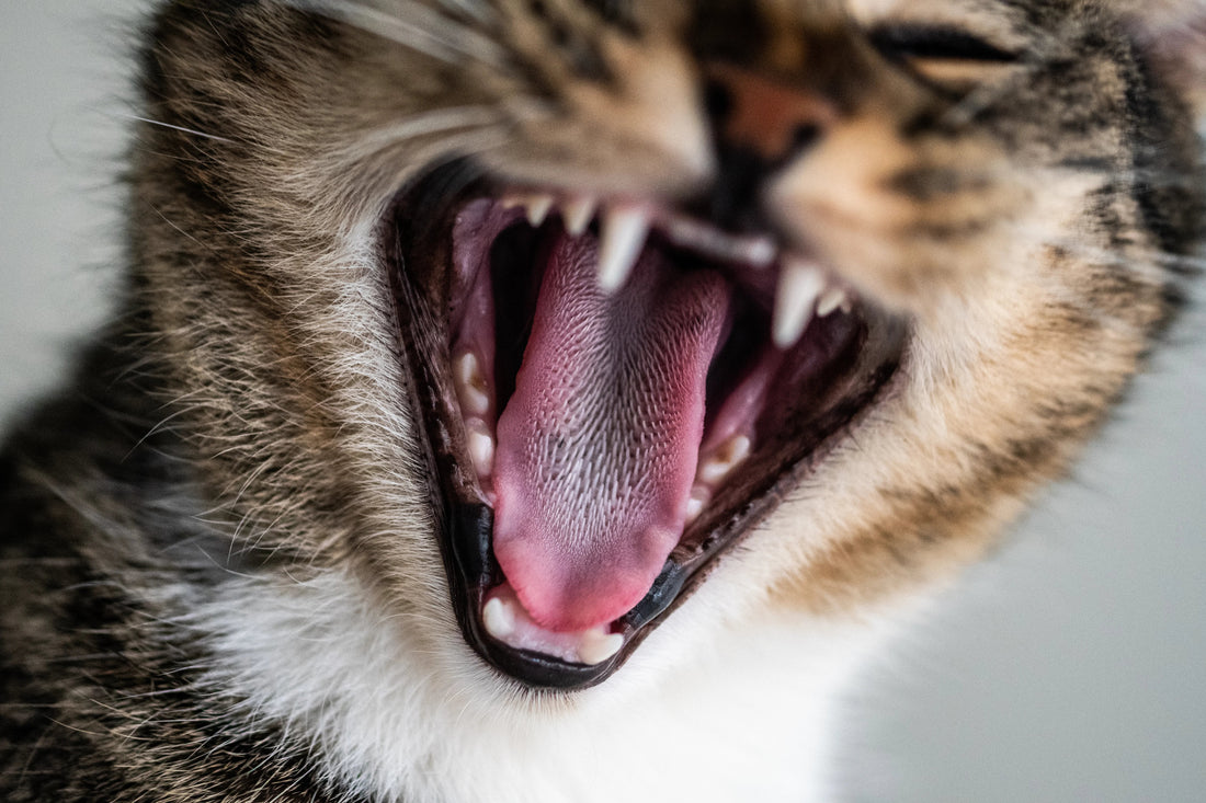 chat qui miaule