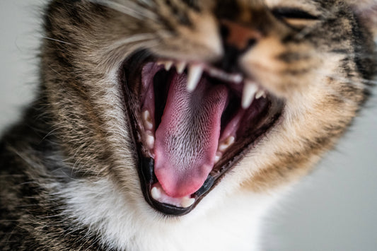 chat qui miaule