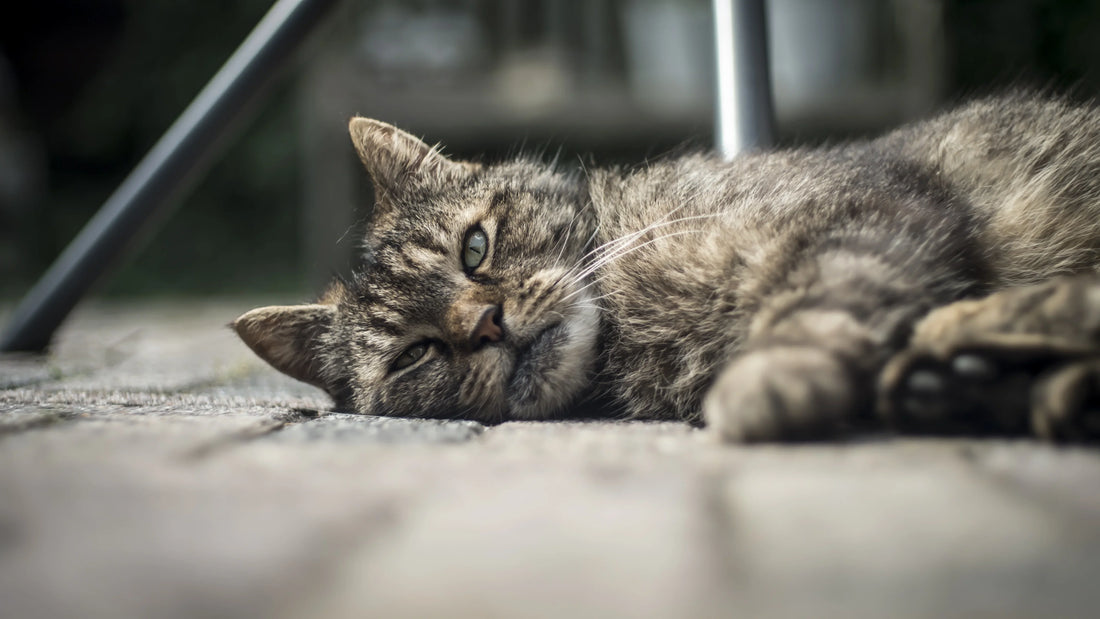Chat anxieux