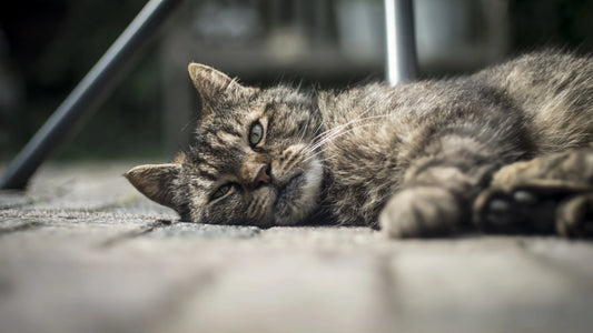 Chat anxieux
