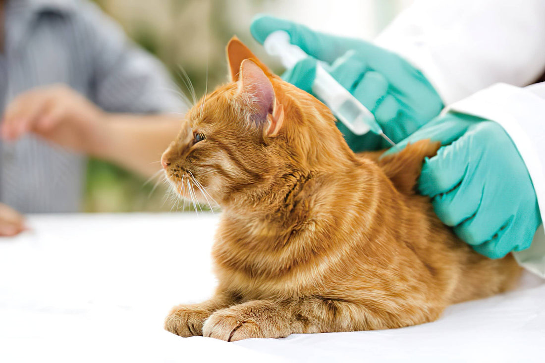 Vaccins pour chat