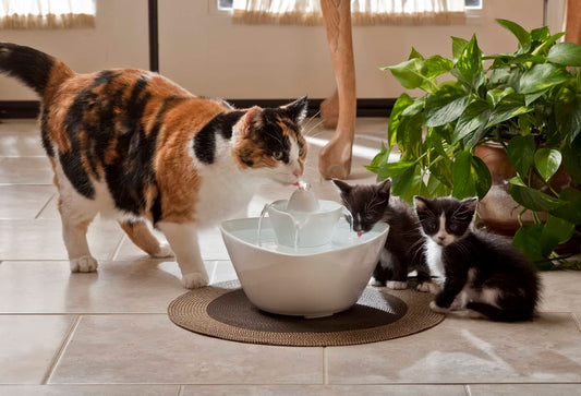 Fontaine à eau pour chat