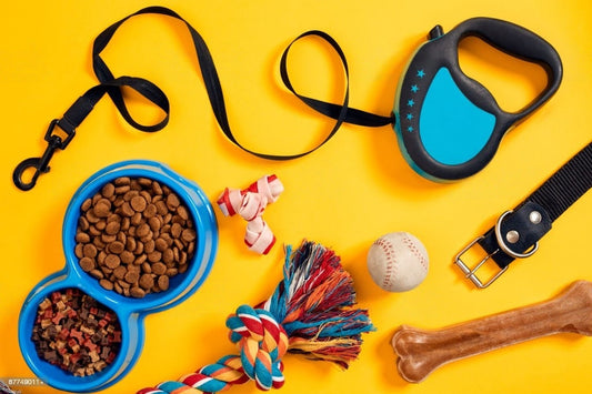 Les accessoires indispensables pour chien