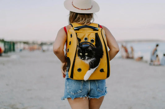voyager avec son chat