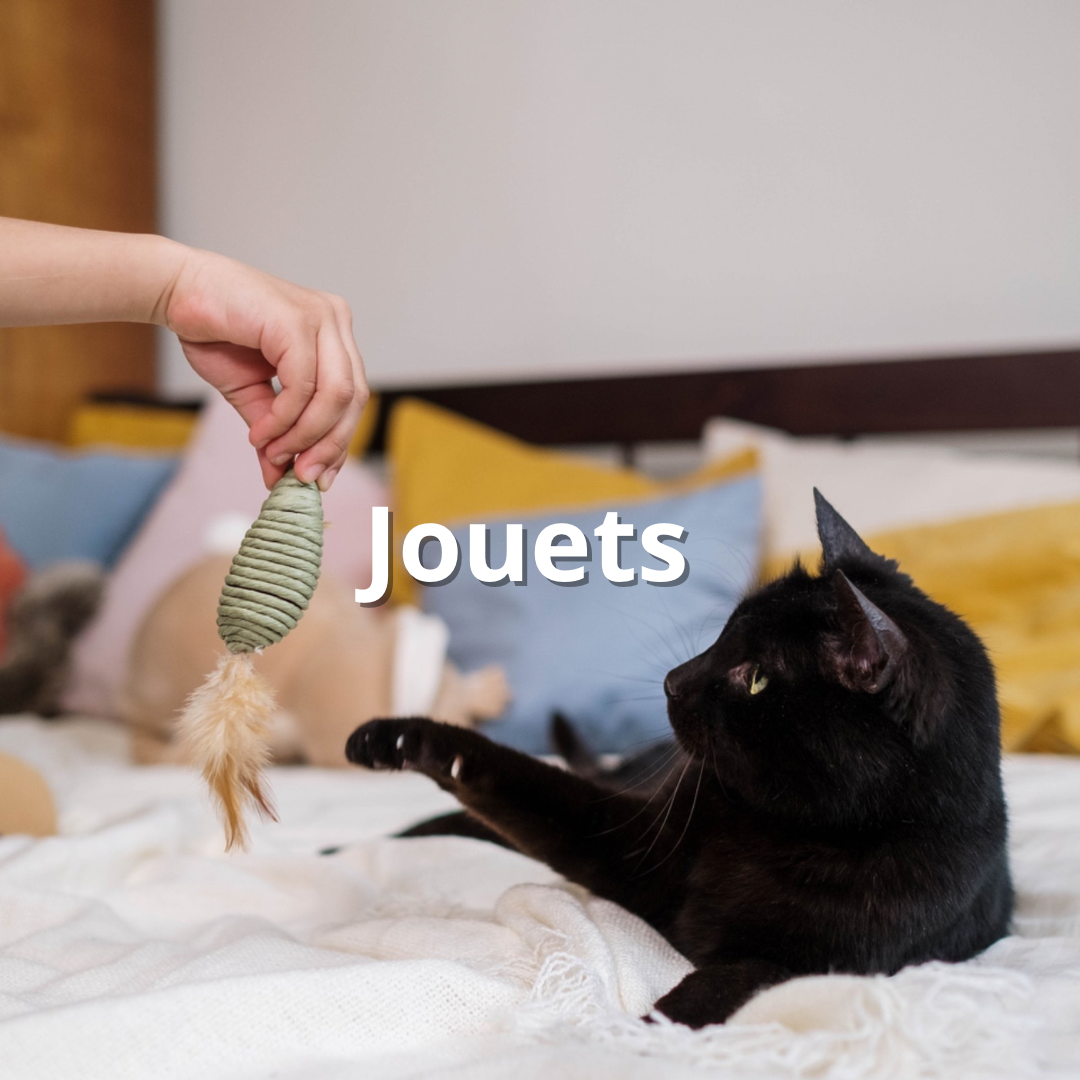Jouets pour chat
