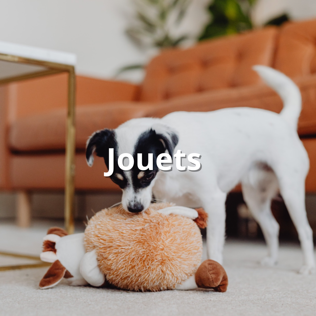Jouets pour chien