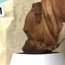 Chiens qui boivent dans des bols anti-débordement