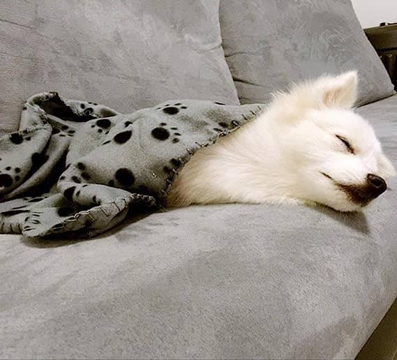 Chien dans notre plaid pour animaux