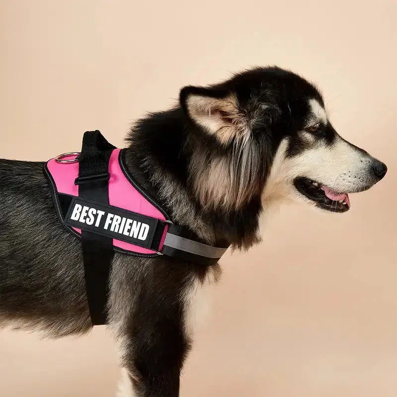 Chien avec un harnais personnalisé rose
