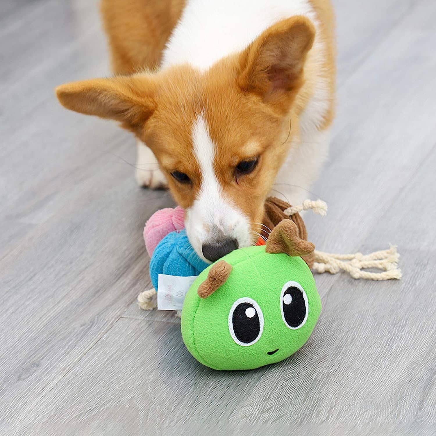 Chien qui joue avec notre jeu de fouille en forme de chenille