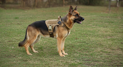 berger allemand avec notre harnais militaire