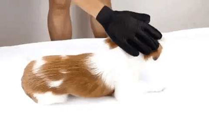Démonstration de notre gant de brossage pour animaux