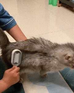 Démonstration de notre brosse de toilettage double face 