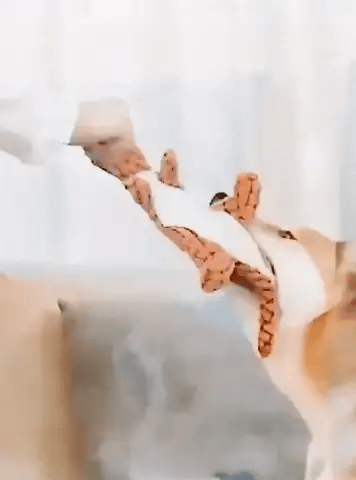 Peluche pour chien en forme de dinosaure resistante