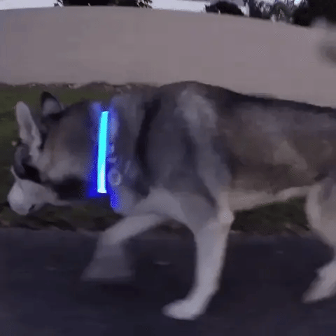 Collier lumineux LED en utilisation