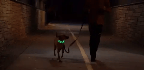 Collier lumineux LED en utilisation