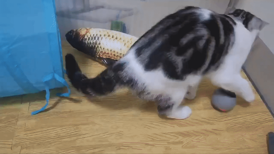 Balle automatique avec plume pour chat
