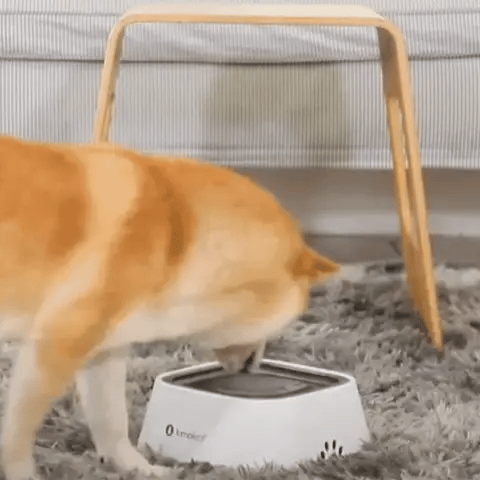 Chien qui boit dans une gamelle anti-débordement