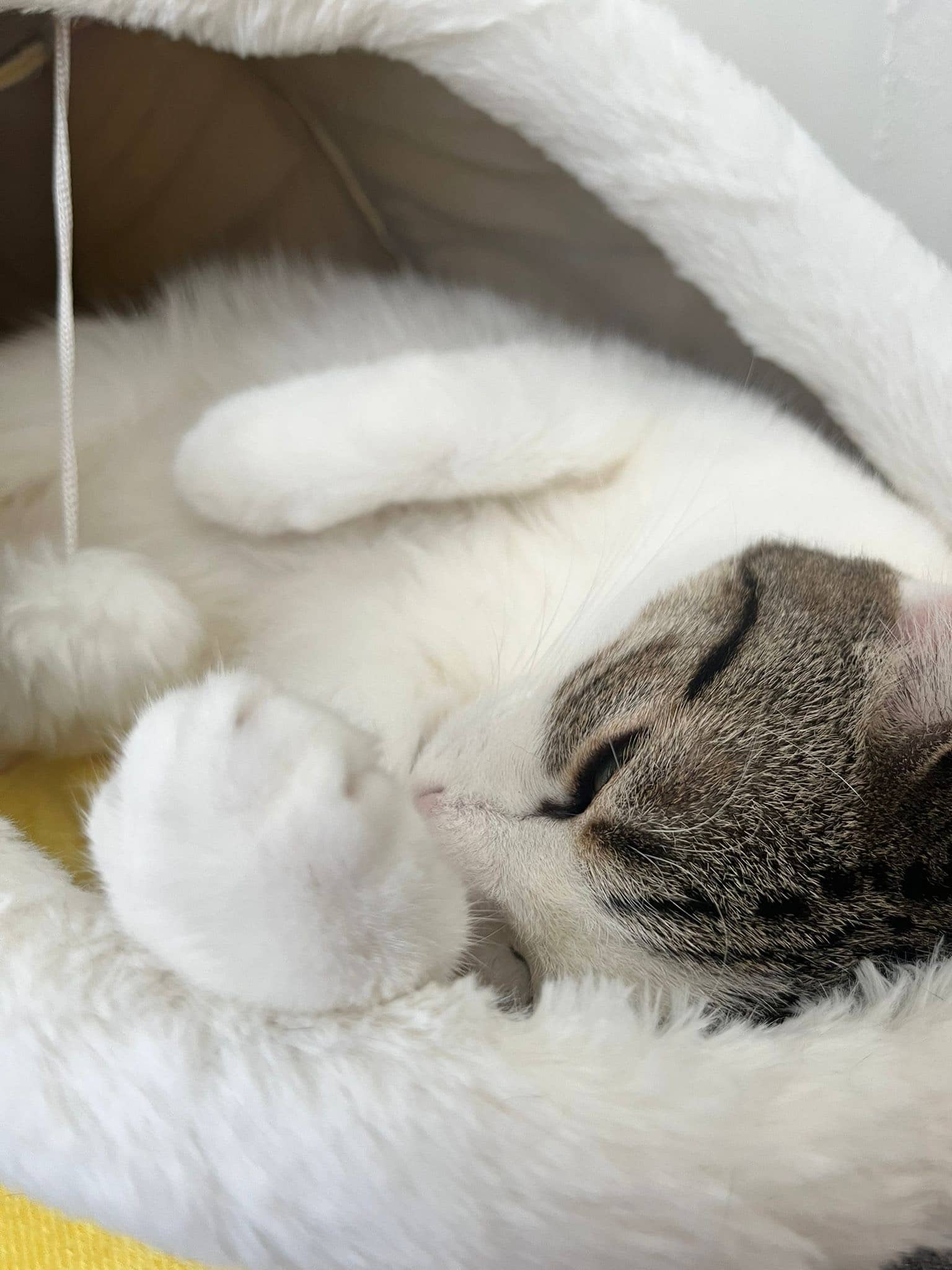 Horus dans son lit en forme d'animaux