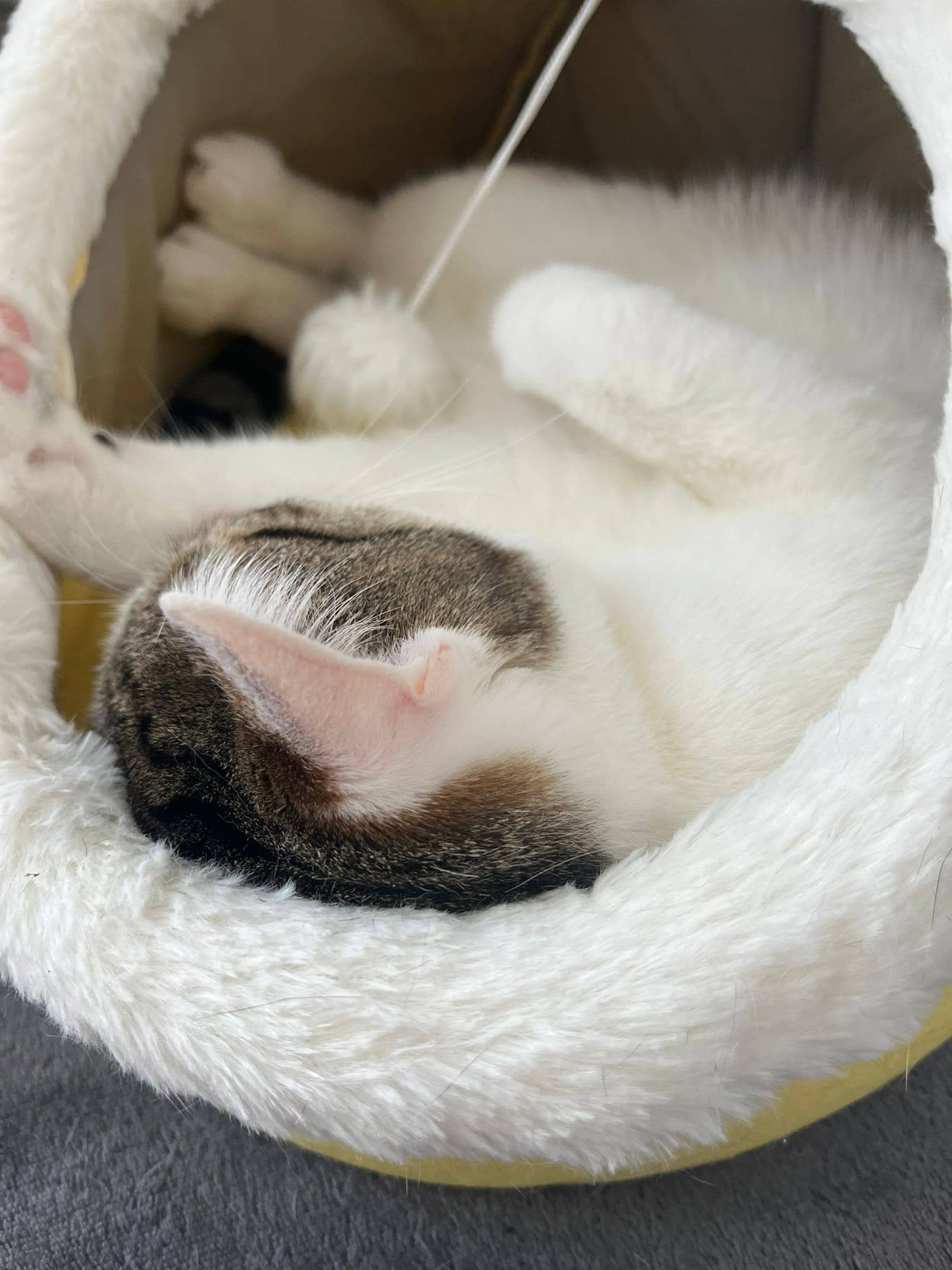 Horus dans son lit en forme d'animaux