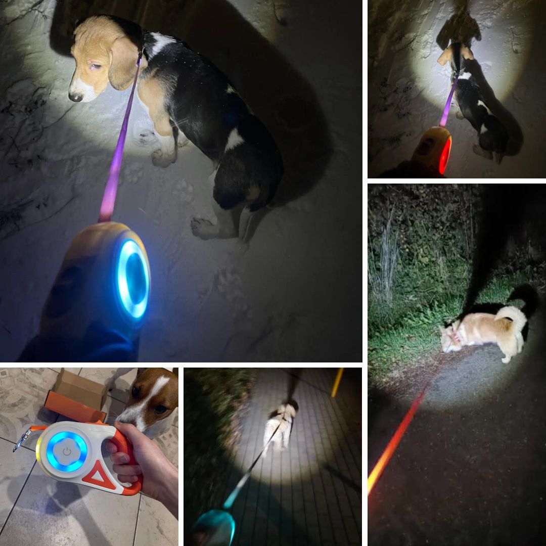 Photos clients de notre laisse rétractable avec lumière LED