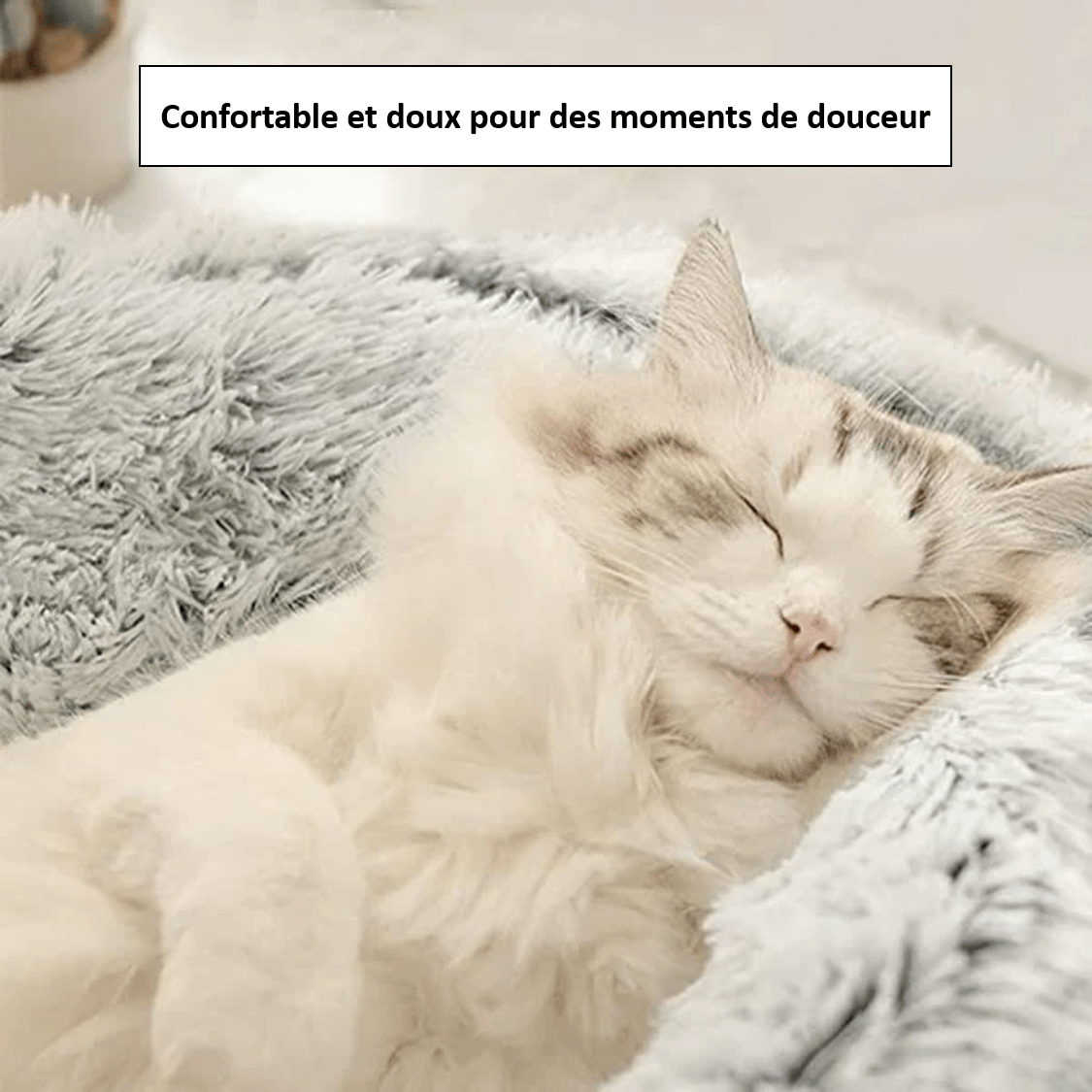 Chat dans notre nid confortable pour chat