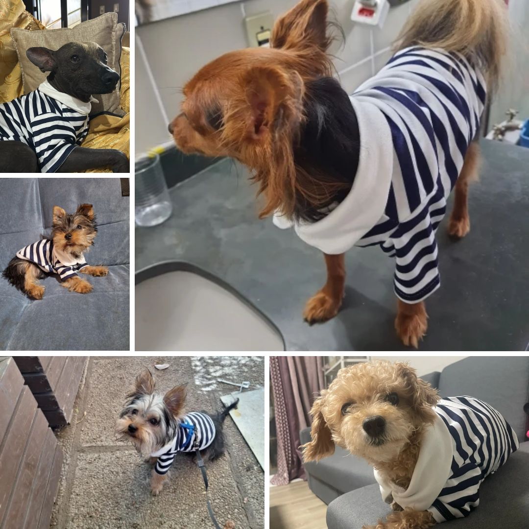 Photos clients avec notre polo d'été pour petit chien