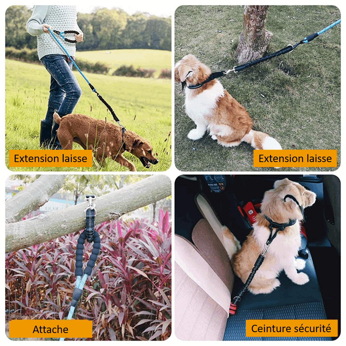 Présentation de la laisse ceinture de sécurité voiture pour chien 