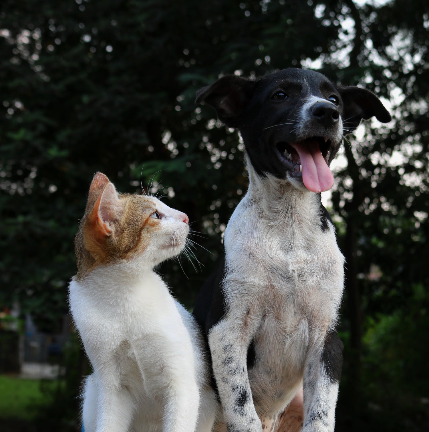 Chien et chat assis côte à côte