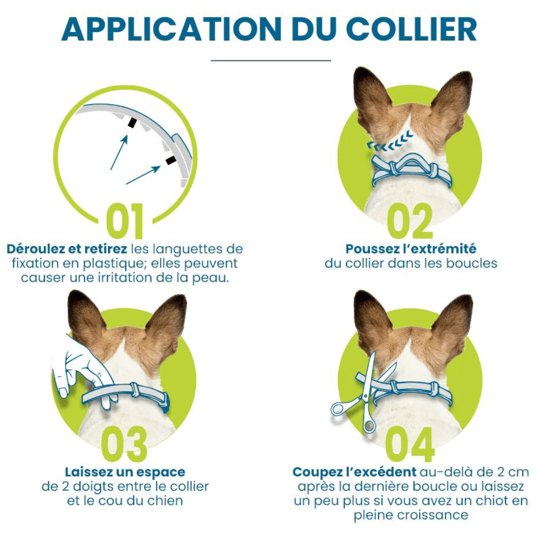 Application de notre collier anti-puces et anti-tiques gris pour chien et chat