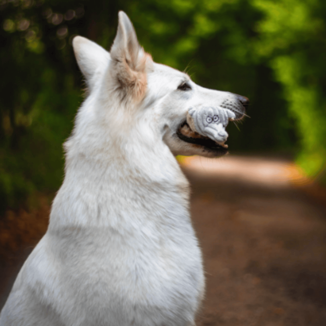 Peluche en forme d'éléphant dans la gueule d'un chien