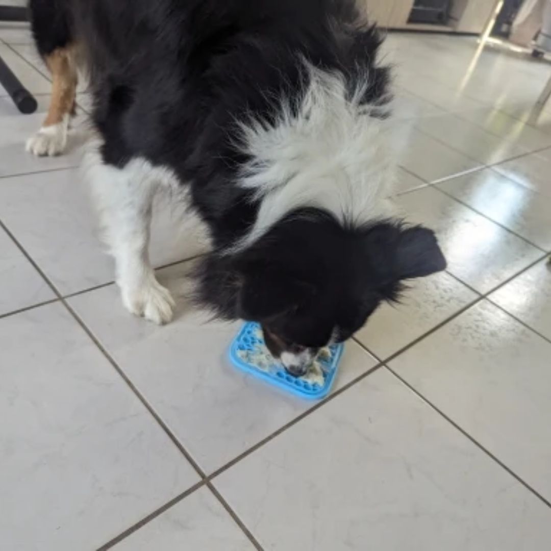 Pop™ : Assiette de léchage pour chien et chat
